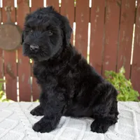 Teresa, a female Giant Schnauzer for sale in Millersburg, OH – 5 of 10