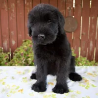 Rachelle, a female Giant Schnauzer for sale in Millersburg, OH – 6 of 7