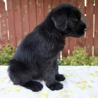 Rachelle, a female Giant Schnauzer for sale in Millersburg, OH – 4 of 7