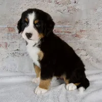 Rocky, a male Bernese Mountain Dog for sale in Millersburg, OH – 3 of 6