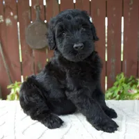 Tucker, a male Giant Schnauzer for sale in Millersburg, OH – 2 of 10