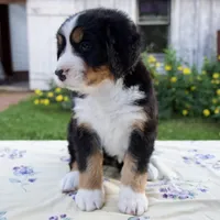 Shyann, a female Bernese Mountain Dog for sale in Millersburg, OH – 5 of 6