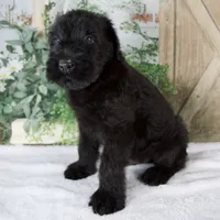 Kyle, a male Giant Schnauzer for sale in Millersburg, OH – 3 of 7