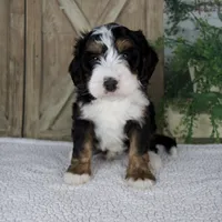 Tyler, a male Miniature Bernedoodle for sale in Millersburg, OH – 1 of 6