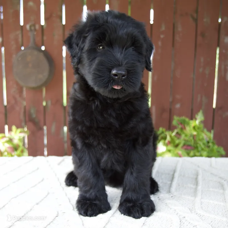 Trey – Giant Schnauzer puppy for sale in Millersburg, OH