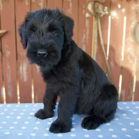 Anita, a female Giant Schnauzer for sale in Millersburg, OH – 4 of 5