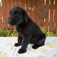 Renita, a female Giant Schnauzer for sale in Millersburg, OH – 2 of 7