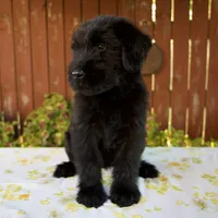 Roxann, a female Giant Schnauzer for sale in Millersburg, OH – 7 of 8