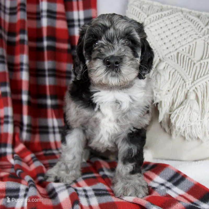 Dustin – Schnoodle puppy for sale in Millersburg, OH
