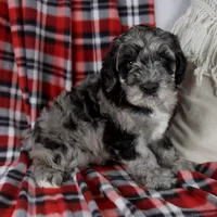 Dustin, a male Schnoodle for sale in Millersburg, OH – Photo 2 of 7