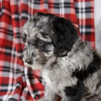 Dustin, a male Schnoodle for sale in Millersburg, OH – Photo 4 of 7