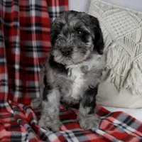Dustin, a male Schnoodle for sale in Millersburg, OH – Photo 5 of 7