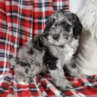 Dustin, a male Schnoodle for sale in Millersburg, OH – Photo 7 of 7