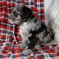 Dustin, a male Schnoodle for sale in Millersburg, OH – Photo 6 of 7