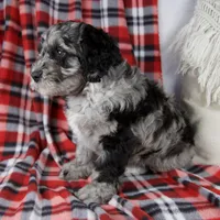 Dustin, a male Schnoodle for sale in Millersburg, OH – Photo 3 of 7