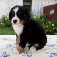 Samantha, a female Bernese Mountain Dog for sale in Millersburg, OH – 6 of 7