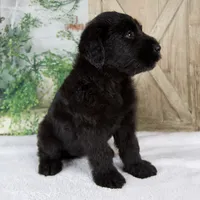 Kaylie, a female Giant Schnauzer for sale in Millersburg, OH – 5 of 8