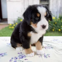 Sally, a female Bernese Mountain Dog for sale in Millersburg, OH – 4 of 5