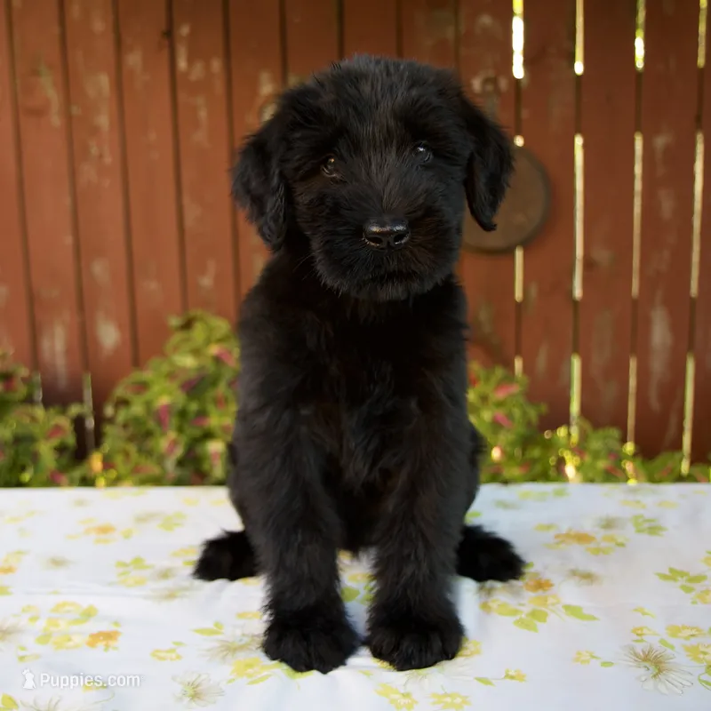 Roxann – Giant Schnauzer puppy for sale in Millersburg, OH