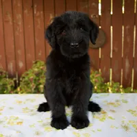 Roxann, a female Giant Schnauzer for sale in Millersburg, OH – 1 of 8