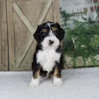 Travis, a male Miniature Bernedoodle for sale in Millersburg, OH – 3 of 5