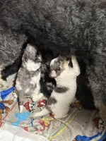 processed/c9dc562f-517f-4650-a903-e6839710ac7d/facility/c86ad695-d2e4-4946-9277-7887dd08ffaf