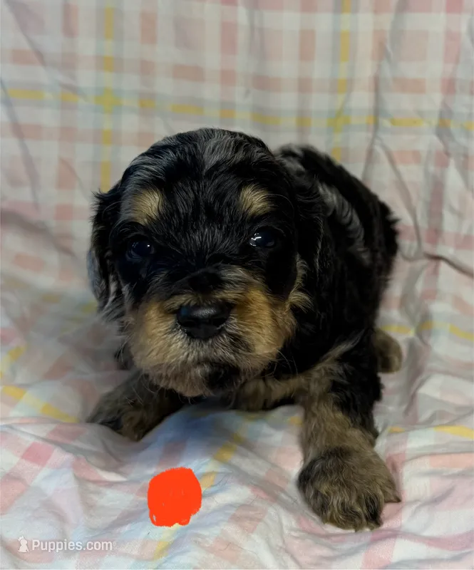 Orange Collar – Goldendoodle puppy for sale in Woodleaf, NC