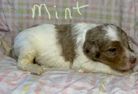 Mint Collar, a female Goldendoodle for sale in Woodleaf, NC – 5 of 7