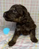 Light Blue Collar , a female Goldendoodle for sale in Woodleaf, NC – 2 of 7