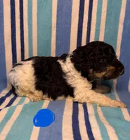 Blue Collar , a male Goldendoodle for sale in Woodleaf, NC – 6 of 8