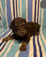 Grey Collar, a male Goldendoodle for sale in Woodleaf, NC – 4 of 8