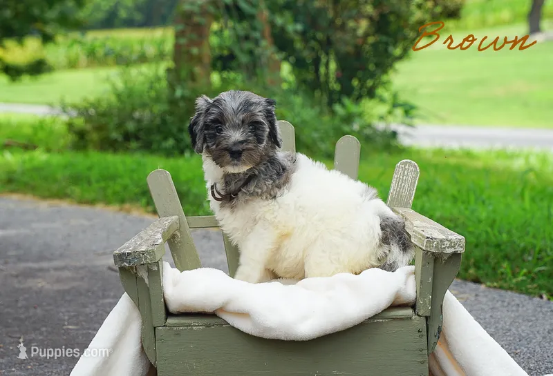 Brown Collar – Goldendoodle puppy for sale in Woodleaf, NC