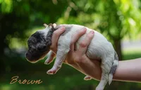 Brown Collar, a female Goldendoodle for sale in Woodleaf, NC – 3 of 7