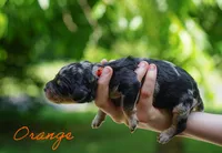 Orange Collar, a female Goldendoodle for sale in Woodleaf, NC – 2 of 7