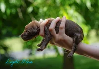 Light Blue Collar , a female Goldendoodle for sale in Woodleaf, NC – 4 of 7