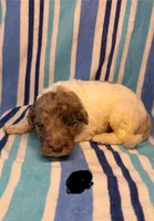 Black Collar, a male Goldendoodle for sale in Woodleaf, NC – 3 of 7