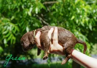 Green Collar, a male Goldendoodle for sale in Woodleaf, NC – 4 of 8