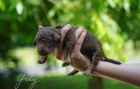 Grey Collar, a male Goldendoodle for sale in Woodleaf, NC – 3 of 8