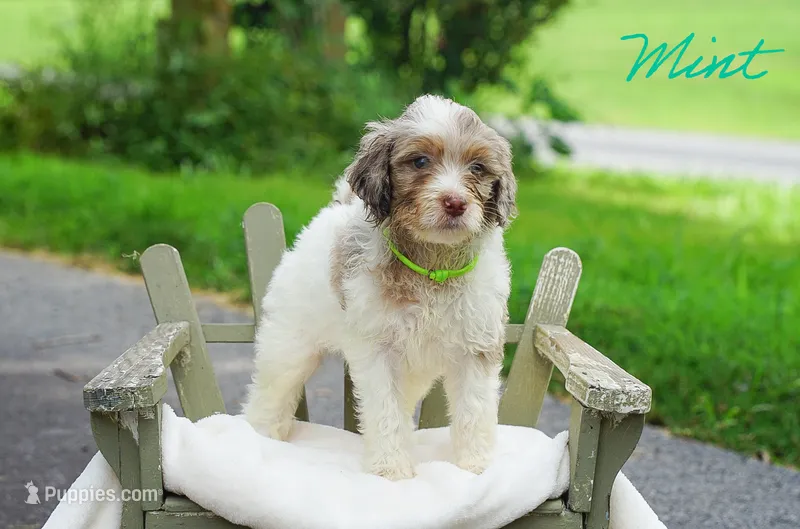 Mint Collar – Goldendoodle puppy for sale in Woodleaf, NC