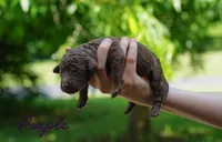 Purple Collar, a female Goldendoodle for sale in Woodleaf, NC – 6 of 7