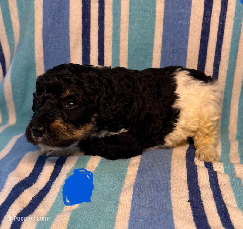 Blue Collar  – Goldendoodle puppy for sale in Woodleaf, NC