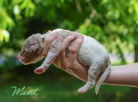 Mint Collar, a female Goldendoodle for sale in Woodleaf, NC – 3 of 7