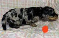 Orange Collar, a female Goldendoodle for sale in Woodleaf, NC – 3 of 7