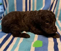 Green Collar, a male Goldendoodle for sale in Woodleaf, NC – 2 of 8