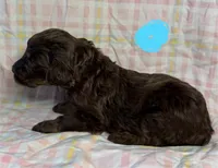 Light Blue Collar , a female Goldendoodle for sale in Woodleaf, NC – 6 of 7