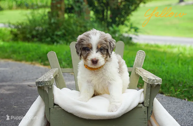 Yellow Collar  – Goldendoodle puppy for sale in Woodleaf, NC