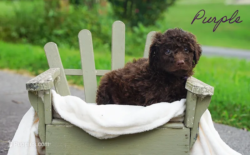 Purple Collar – Goldendoodle puppy for sale in Woodleaf, NC