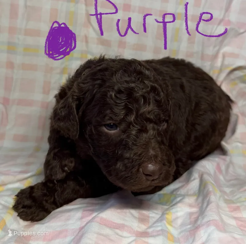 Purple Collar – Goldendoodle puppy for sale in Woodleaf, NC