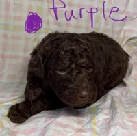 Purple Collar, a female Goldendoodle for sale in Woodleaf, NC – 1 of 7