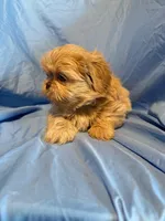 WhipCream, a male Shih Tzu for sale in Woodleaf, NC – Photo 10 of 10